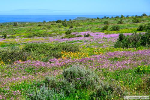 2023 amrum.photo 0012