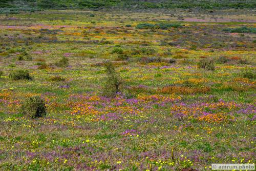 2023 amrum.photo 0016