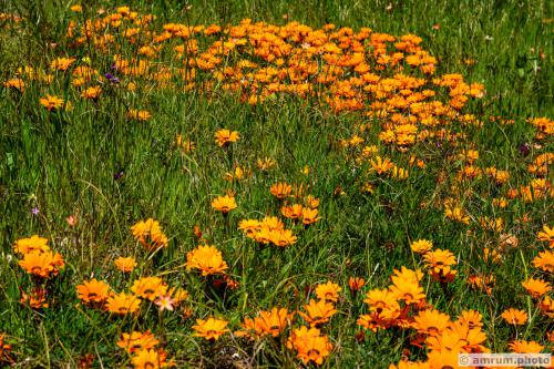 2023 amrum.photo 0042