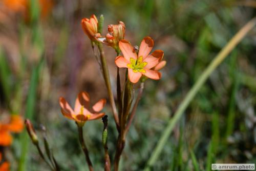 2023 amrum.photo 0046