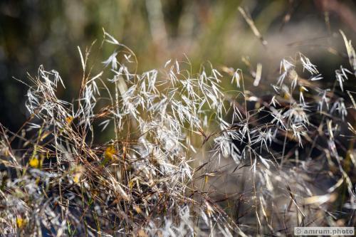 2023 amrum.photo 0055