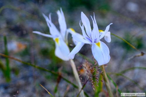 2023 amrum.photo 0073