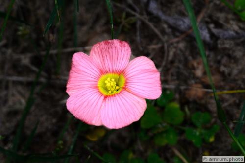 2023 amrum.photo 0114