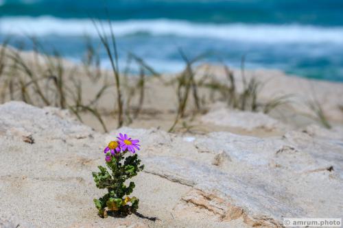 2023 amrum.photo 0143