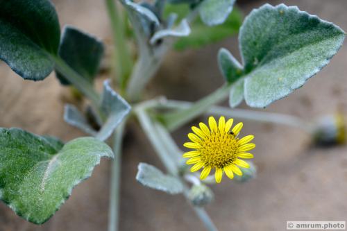 2023 amrum.photo 0149