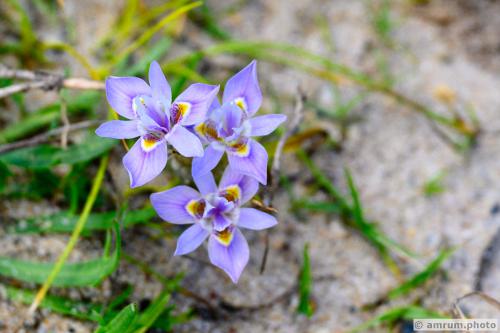 2023 amrum.photo 0150