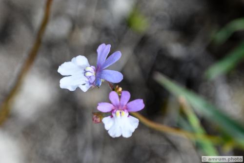 2023 amrum.photo 0156