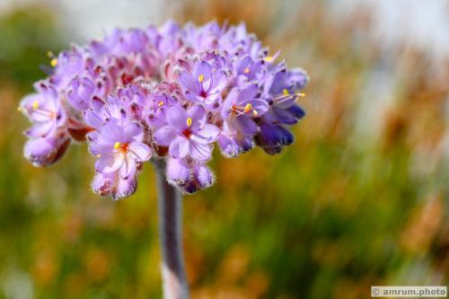 2023 amrum.photo 0207