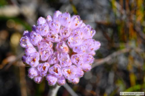 2023 amrum.photo 0209