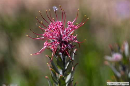 2023 amrum.photo 022