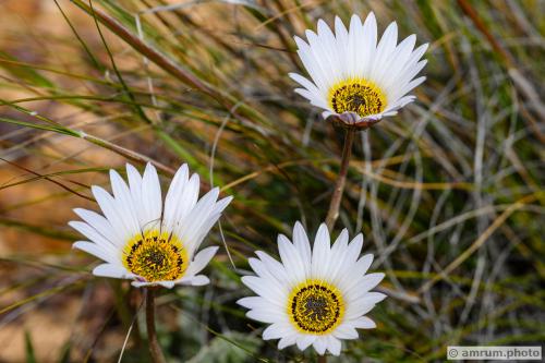 2023 amrum.photo 024