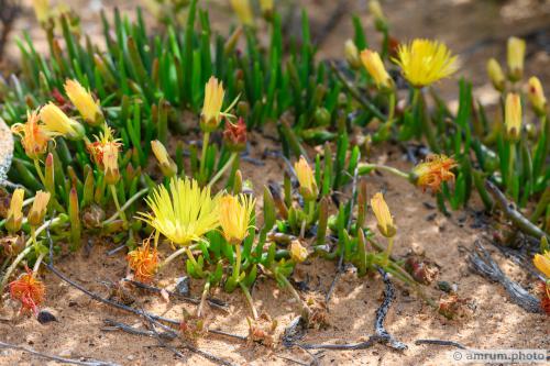 2023 amrum.photo 027