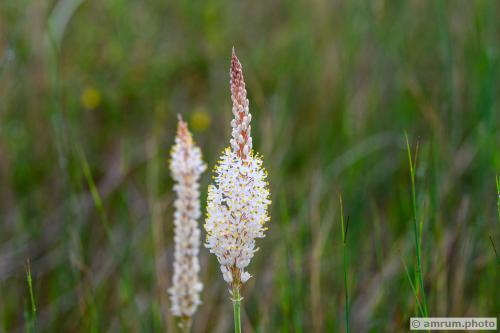 2023 amrum.photo 035