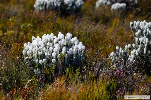 2023 amrum.photo 047