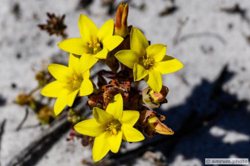 2023 amrum.photo 056