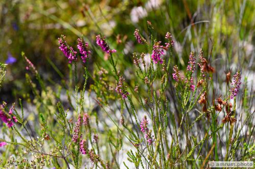 2023 amrum.photo 099