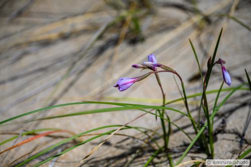 2023 amrum.photo 101