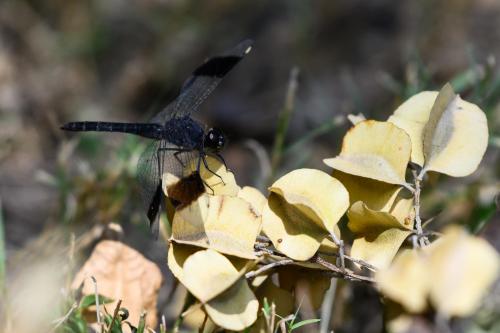 botswana004