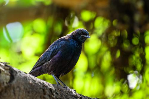 botswana005