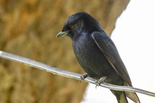 botswana007
