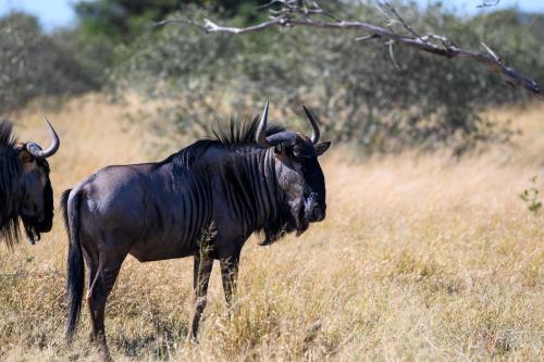 botswana014