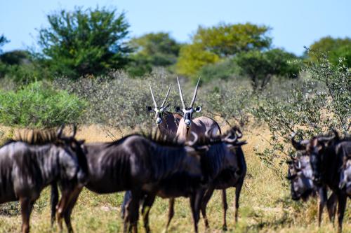 botswana015