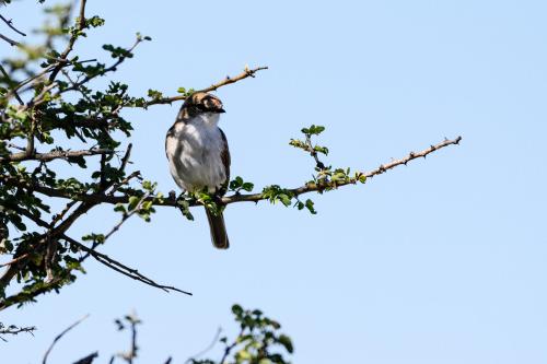 botswana016