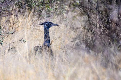 botswana018