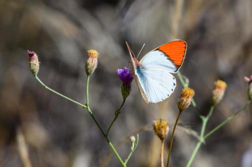 botswana019