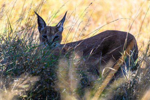 botswana021