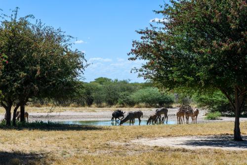 botswana023