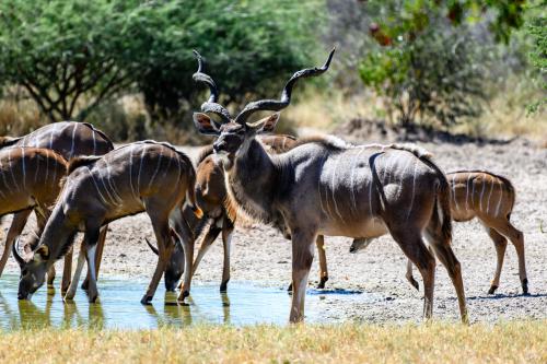 botswana024