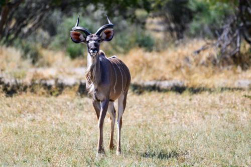 botswana025