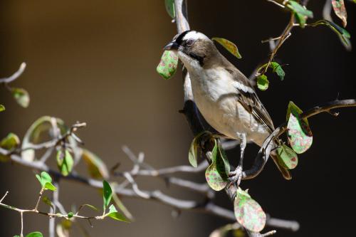 botswana026