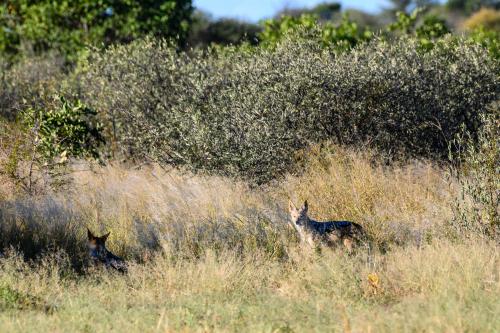 botswana028