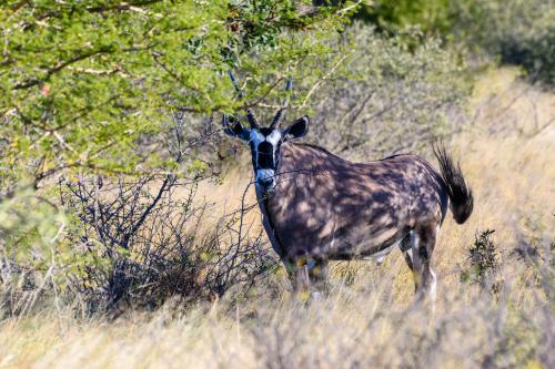 botswana029