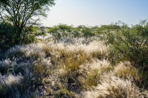 botswana030