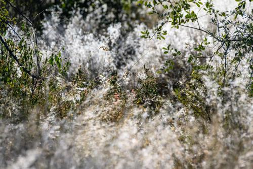 botswana032