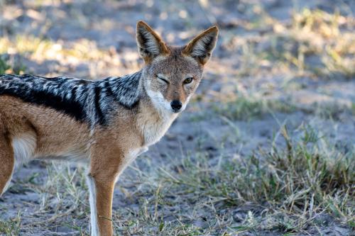 botswana033