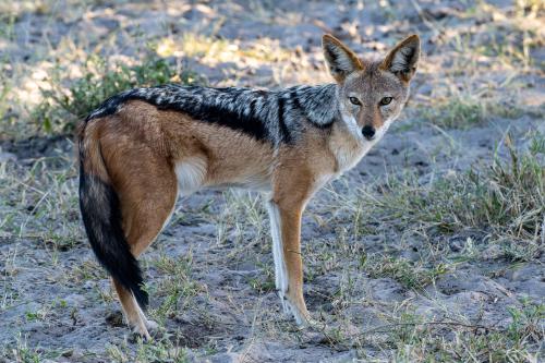 botswana034