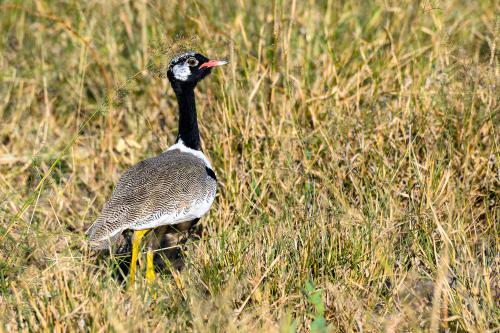 botswana035
