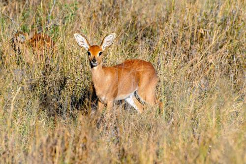 botswana036