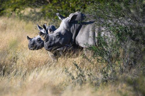 botswana038