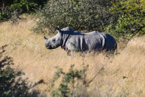 botswana039