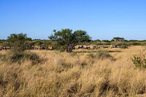 botswana040