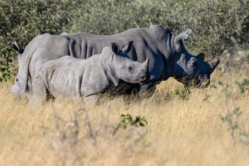 botswana041