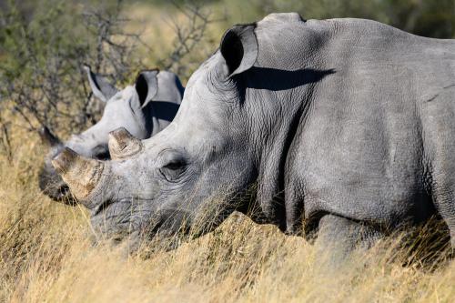 botswana042