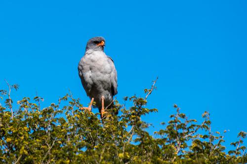 botswana043