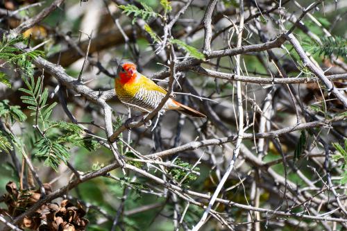 botswana045