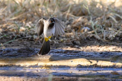 botswana047